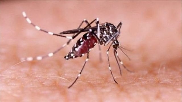 ডেঙ্গুতে ২৪ ঘণ্টায় আরও ৫ জনের মৃত্যু